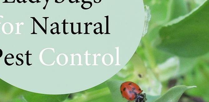 Integrating ladybugs into your pest management strategy ladybugs for gardening Integrating ladybugs into your pest management strategy ladybugs for gardening
