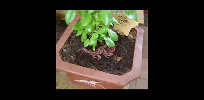Integrating red worms into your garden practices are red worms good for gardens