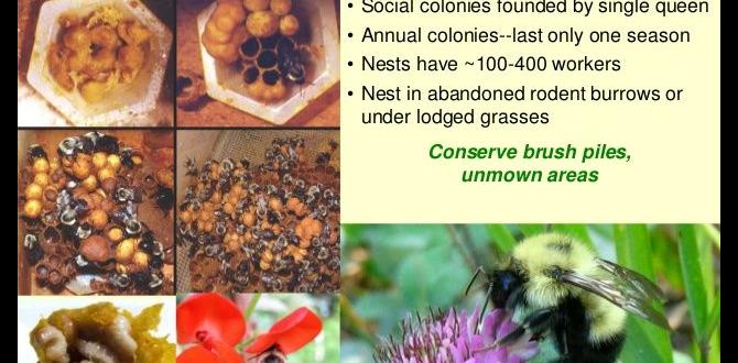 Integrating wildlife and pollinators gardening ideas for home Integrating wildlife and pollinators gardening ideas for home