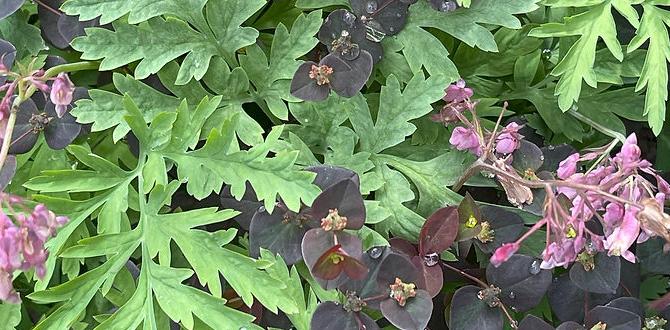 Layering for success: the no dig method no dig gardens for beginners Layering for success: the no dig method no dig gardens for beginners