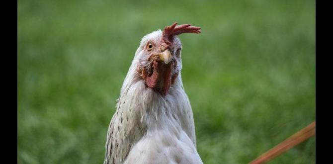 Legal considerations and local regulations are chickens good for gardens