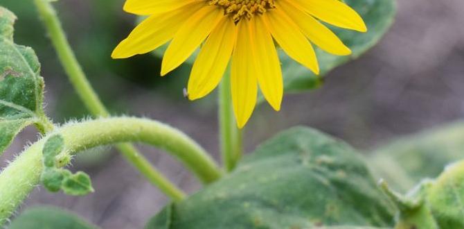 Lessons from the parables: gardening insights bible verses for gardeners Lessons from the parables: gardening insights bible verses for gardeners