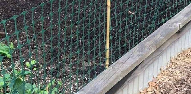 Maintaining a catfriendly garden cat deterrent for gardens Maintaining a catfriendly garden cat deterrent for gardens