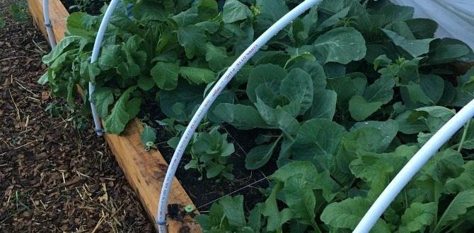 Maintaining and caring for your garden covers covers for raised gardens Maintaining and caring for your garden covers covers for raised gardens