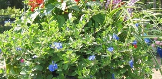 Maintaining health in full sun containers plant combination ideas for container gardens full sun