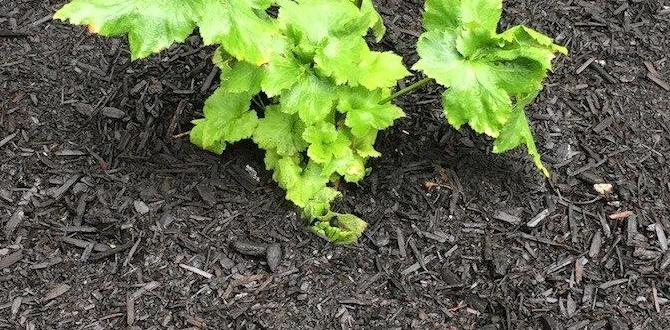 Maintaining mulch in the garden natural mulch for gardens Maintaining mulch in the garden natural mulch for gardens