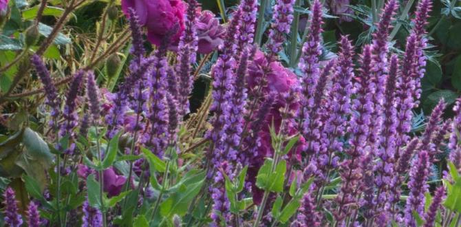 Maintaining your garden's colour scheme colour schemes for gardens Maintaining your garden's colour scheme colour schemes for gardens