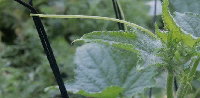 Maintaining your trellis and plants trellises for vegetable gardening