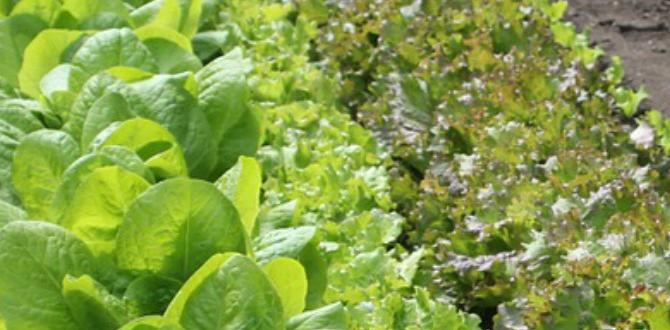 Maintaining your weed covering weed covering for gardens Maintaining your weed covering weed covering for gardens
