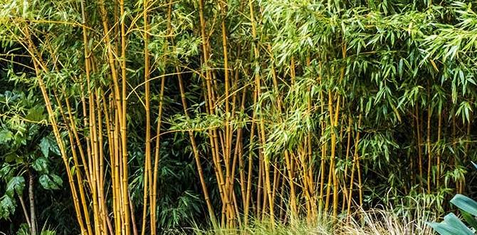 Maintenance and care for bamboo plants boo for you bamboo gardens
