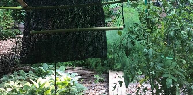 Maintenance and care for shade cloth shade cloth for gardens Maintenance and care for shade cloth shade cloth for gardens