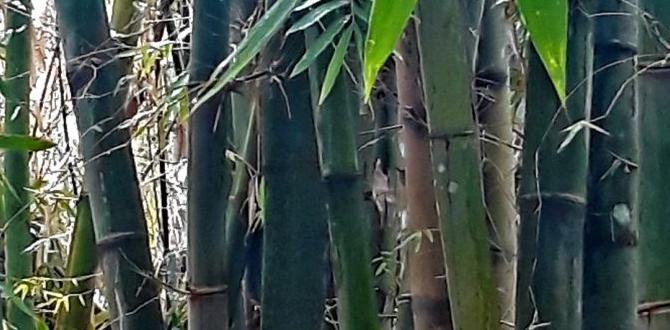 Maintenance and care for your bolo bolo for gardening Maintenance and care for your bolo bolo for gardening