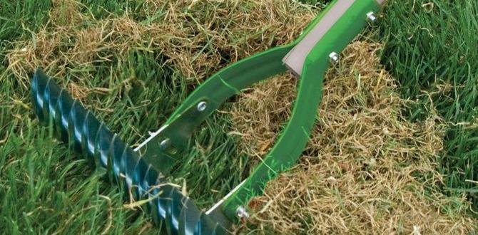 Maintenance and cleaning tools for a healthy lawn gardening tools for grass