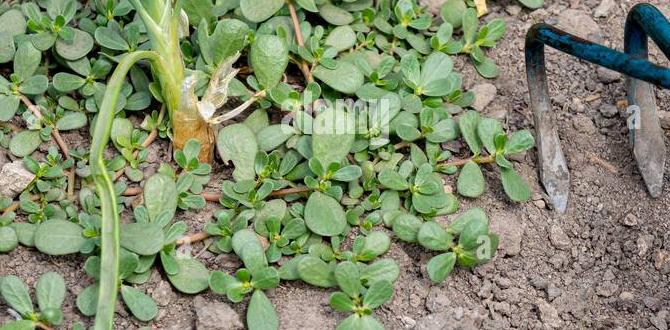 Maintenance of weeding tools: ensuring longevity gardening tools for removing weeds