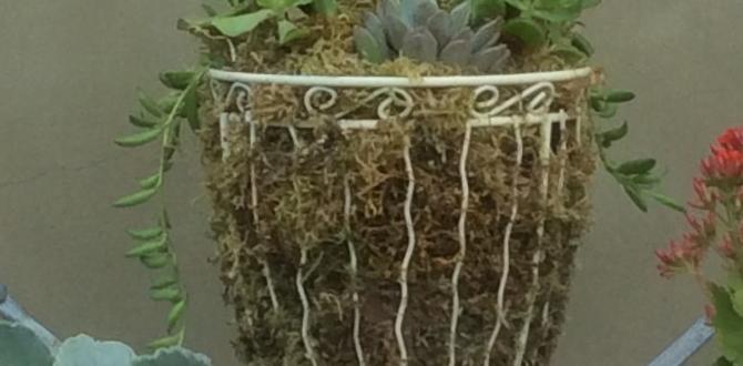 Maintenance tips for container succulent gardens containers for succulent gardens