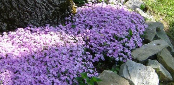 Maintenance tips for edge stones edge stones for gardens Maintenance tips for edge stones edge stones for gardens