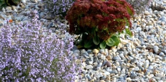 Maintenance tips for gravel gardens gravel for gardening