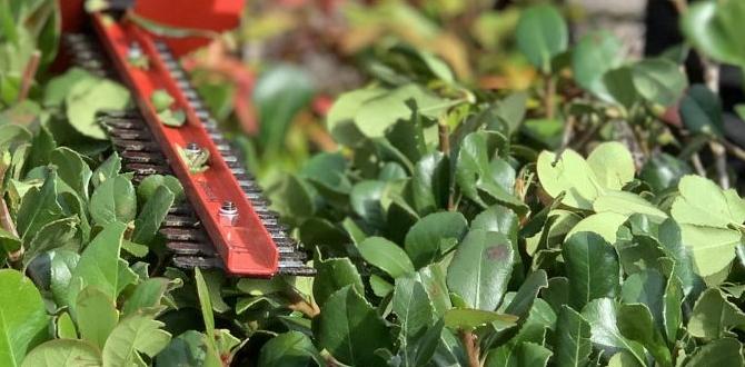 Maintenance tips for healthy hedges hedging ideas for front gardens Maintenance tips for healthy hedges hedging ideas for front gardens