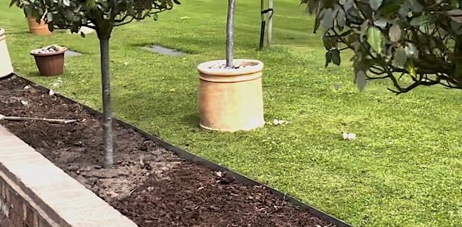 Maintenance tips for metal edging metal edging for gardens Maintenance tips for metal edging metal edging for gardens