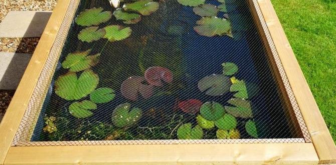 Maintenance tips for raised ponds raised pond ideas for small gardens Maintenance tips for raised ponds raised pond ideas for small gardens