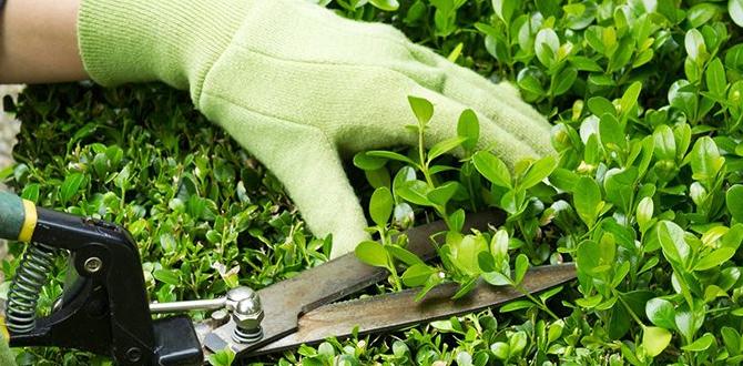 Maintenance tips for school gardens gardening ideas for schools Maintenance tips for school gardens gardening ideas for schools