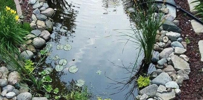 Maintenance tips for small ponds ideas for ponds in small gardens Maintenance tips for small ponds ideas for ponds in small gardens