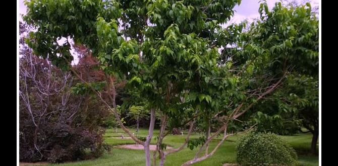 Maintenance tips for small trees small trees for small gardens Maintenance tips for small trees small trees for small gardens