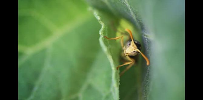 Managing wasp populations around your garden are wasps good for gardens Managing wasp populations around your garden are wasps good for gardens