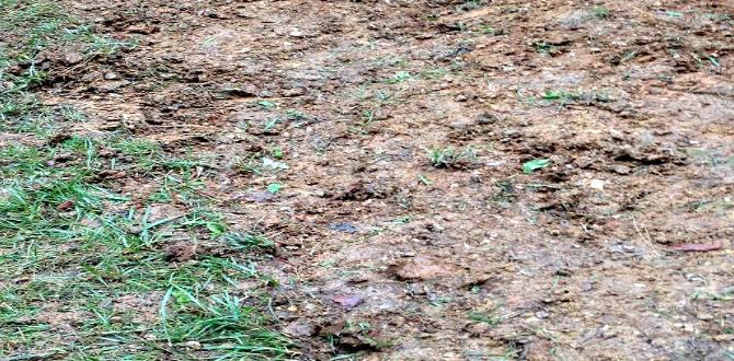 Materials needed to amend clay soil how to amend clay soil for gardening