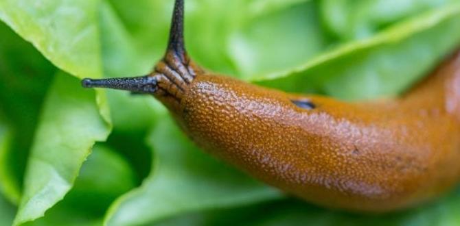 Methods to control slugs are slugs bad for gardens
