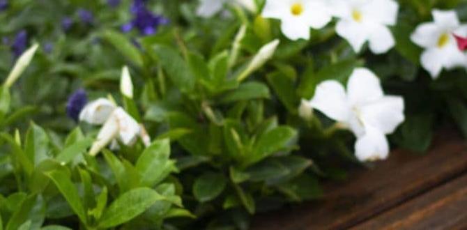 Multifunctional decking solutions ideas for decking in small gardens Multifunctional decking solutions ideas for decking in small gardens