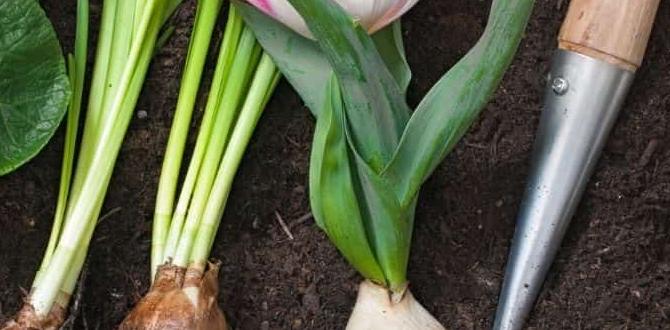 Musthave hand tools for every beginner gardener gardening tools for beginners Musthave hand tools for every beginner gardener gardening tools for beginners
