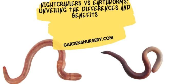 Nightcrawlers vs other composting options are nightcrawlers good for gardens
