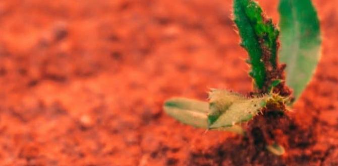 Nutrient management for clay soil how do you improve clay soil for gardening Nutrient management for clay soil how do you improve clay soil for gardening