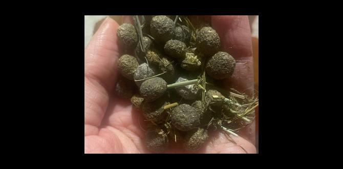 Nutritional benefits of rabbit manure is rabbit poop good for gardens Nutritional benefits of rabbit manure is rabbit poop good for gardens