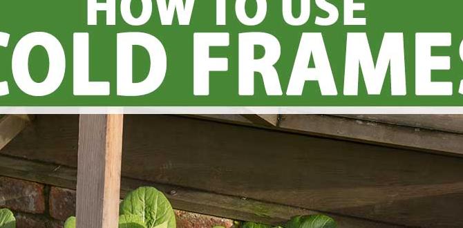 Optimal conditions for using cold frames cold frame for gardening Optimal conditions for using cold frames cold frame for gardening
