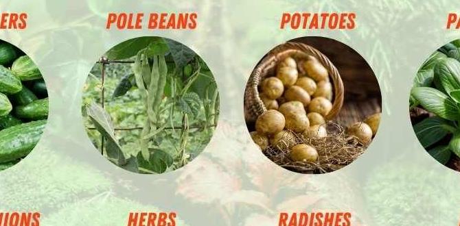Optimal growing conditions high yield vegetables for small gardens Optimal growing conditions high yield vegetables for small gardens