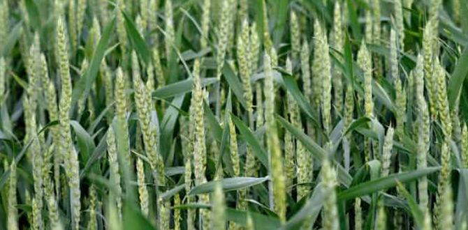 Optimal timing for planting winter cover crops for vegetable gardens