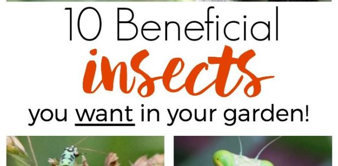 Organic practices to promote beneficial insects insects for gardens