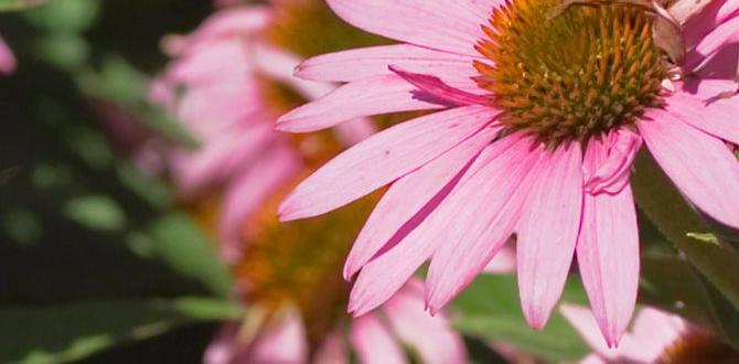 Perennial vs annual flowers what flowers are good for eco friendly gardens Perennial vs annual flowers what flowers are good for eco friendly gardens