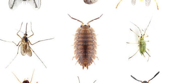 Pest and disease management gardening in utah for beginners Pest and disease management gardening in utah for beginners