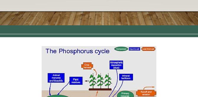 Phosphorus and its interaction with other nutrients phosphorus for gardening