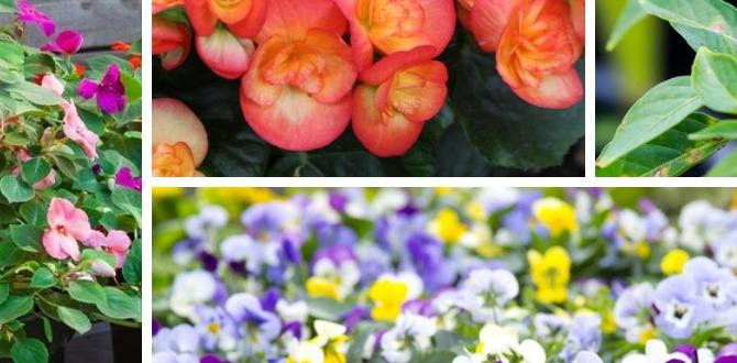 Picking the best plants for pots gardening in pots for beginners Picking the best plants for pots gardening in pots for beginners
