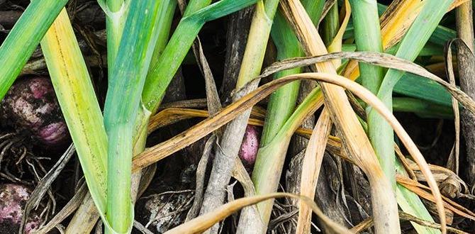 Planning your garlic garden garlic gardening for beginners Planning your garlic garden garlic gardening for beginners