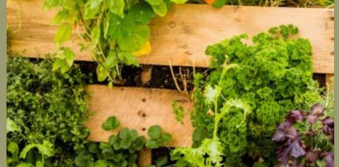 Planning your vegetable garden layout vegetable gardening tips for beginners Planning your vegetable garden layout vegetable gardening tips for beginners