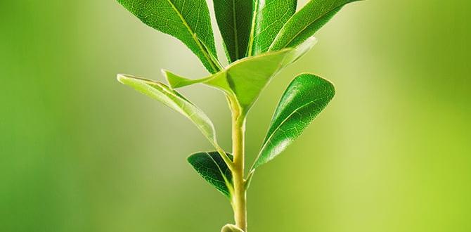 Plant selection for small rock gardens ideas for small rock gardens