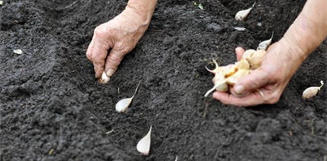 Planting garlic: stepbystep garlic gardening for beginners Planting garlic: stepbystep garlic gardening for beginners
