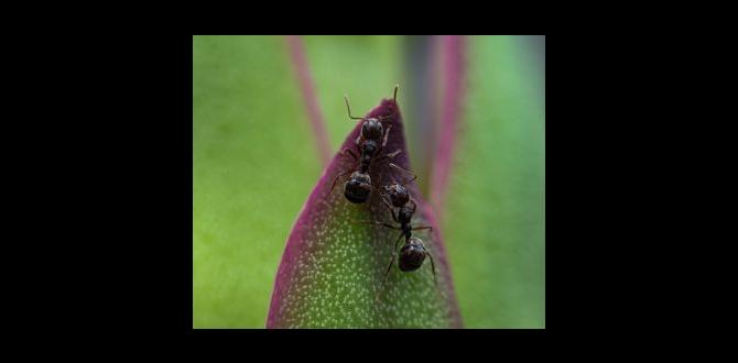 Positive contributions of ants in gardens are ants bad for gardens Positive contributions of ants in gardens are ants bad for gardens