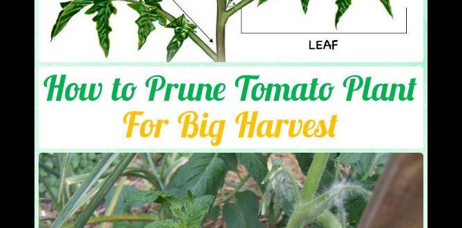 Postharvest care and storage tips gardening tips for tomatoes Postharvest care and storage tips gardening tips for tomatoes
