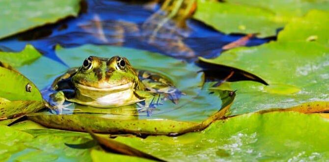Potential challenges: managing frog populations are frogs good for gardens Potential challenges: managing frog populations are frogs good for gardens